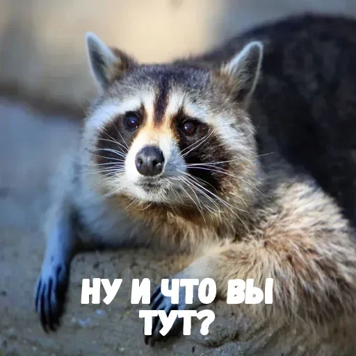 Sticker userpack96693_by_DuoSticker_bot - 1