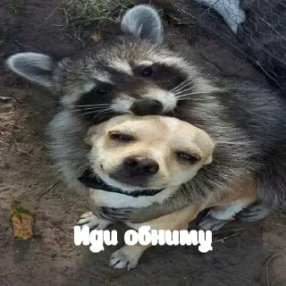 Sticker Енотик- Арнольдик 💋 by @DuoSticker_bot - 11