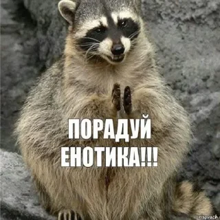 Sticker Енотик- Арнольдик 💋 by @DuoSticker_bot - 8