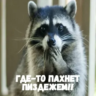 Sticker Енотик- Арнольдик 💋 by @DuoSticker_bot - 6