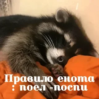 Sticker Енотик- Арнольдик 💋 by @DuoSticker_bot - 0