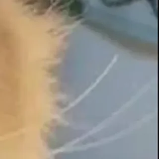 Sticker 🪄 Создано в @StickerDreamBot - 1