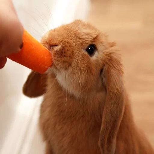 Зайчик Алинушка - животное