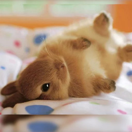 animal mammal indoor