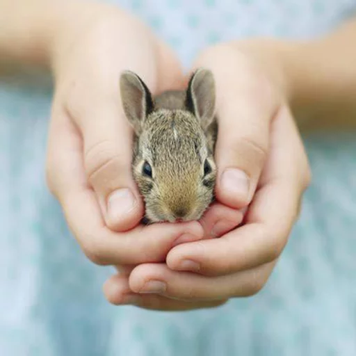 person rodent rabbits and hares