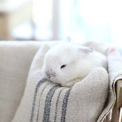 mammal animal indoor