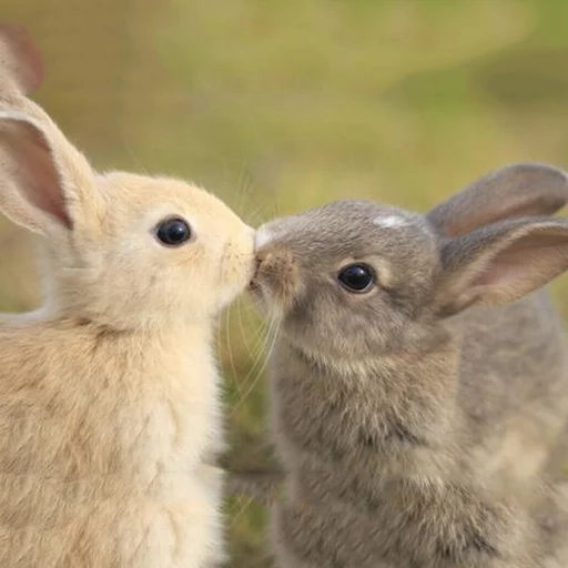 mammal animal rabbit