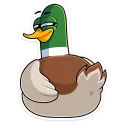 Стикер Утя :: @stickroom - 11