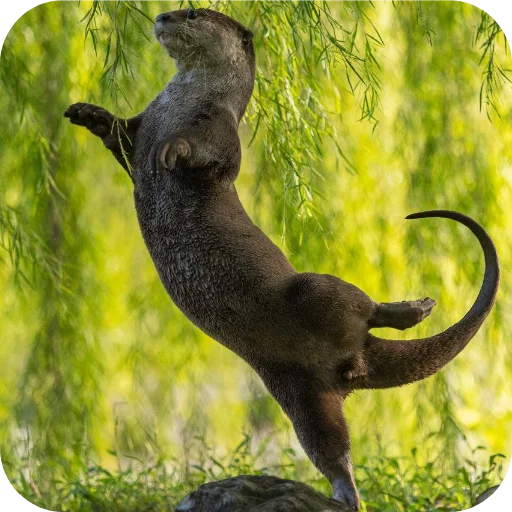 Стикер utyutyut5 - 1