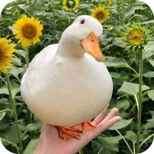 Sticker utyutyut5 - 1