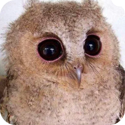 Sticker utyutyut5 - 1