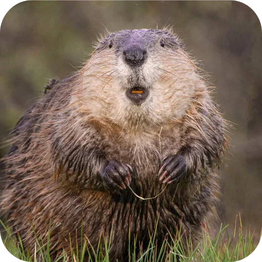 Sticker utyutyut5 - 1