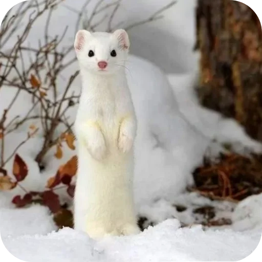 Sticker utyutyut5 - 1