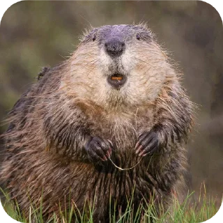 Sticker ♡милашки♡ - 2