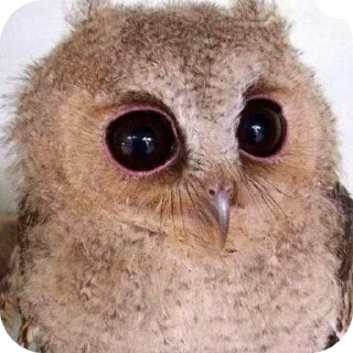 Sticker ♡милашки♡ - 10