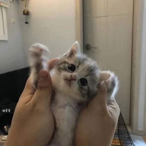 indoor mammal animal