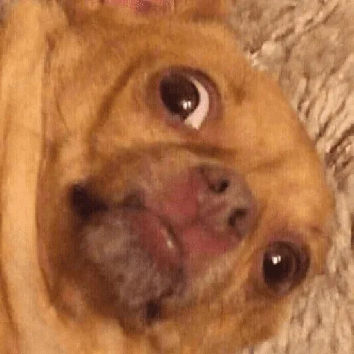 Sticker uvunQHlrALOVBpFw_by_stickers_stealer_bot - 1