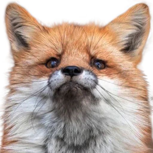 Sticker uwjBWNK_by_achestickbot - 1