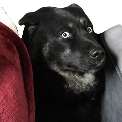 Sticker uwjBWNK_by_achestickbot - 1