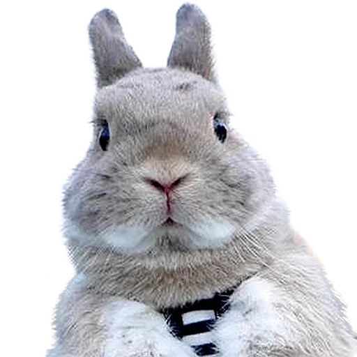 Sticker uwjBWNK_by_achestickbot - 1