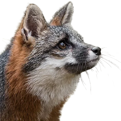 Sticker uwjBWNK_by_achestickbot - 1