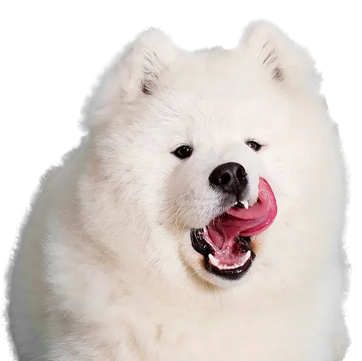 Sticker uwjBWNK_by_achestickbot - 1