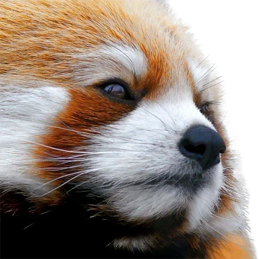 Sticker uwjBWNK_by_achestickbot - 1