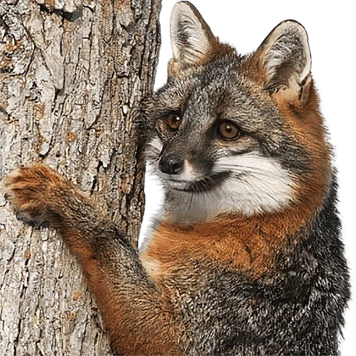 Sticker uwjBWNK_by_achestickbot - 1