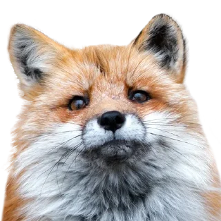 Sticker Больше стиков тут: @stikery4 - 0