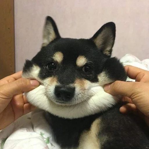 Sticker uwunyawoofmyanyanya - 1