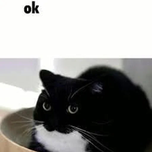 Sticker uwunyawoofmyanyanya - 1