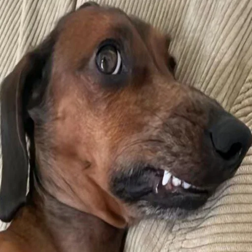 Sticker uwunyawoofmyanyanya - 1