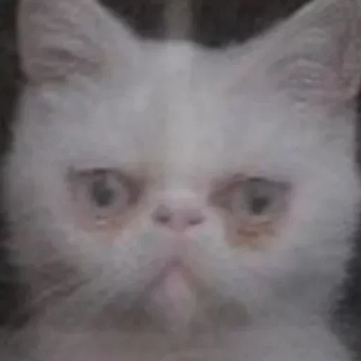 млекопитающее животное кошка