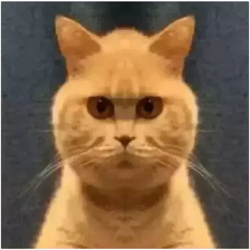 животное млекопитающее кошка