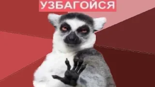 примат животное млекопитающее