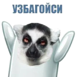 млекопитающее животное примат