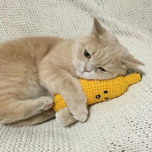 животное кошки малого и среднего размера кошачьи