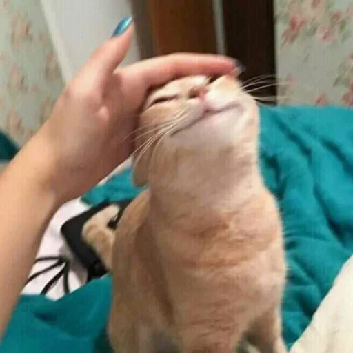 животное млекопитающее домашняя кошка