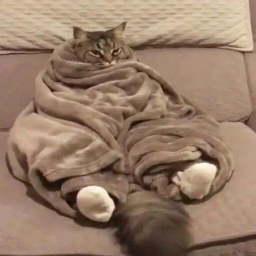 комнатный кошачьи животное