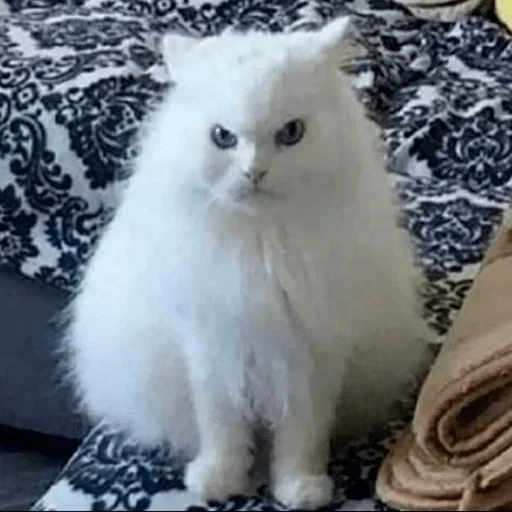 млекопитающее животное кошка