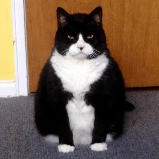 млекопитающее животное кошка