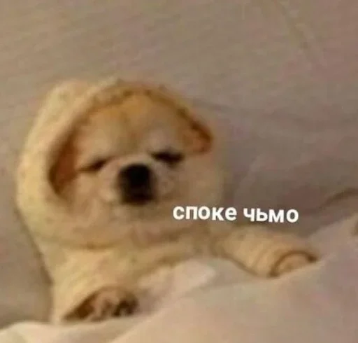 млекопитающее животное собака