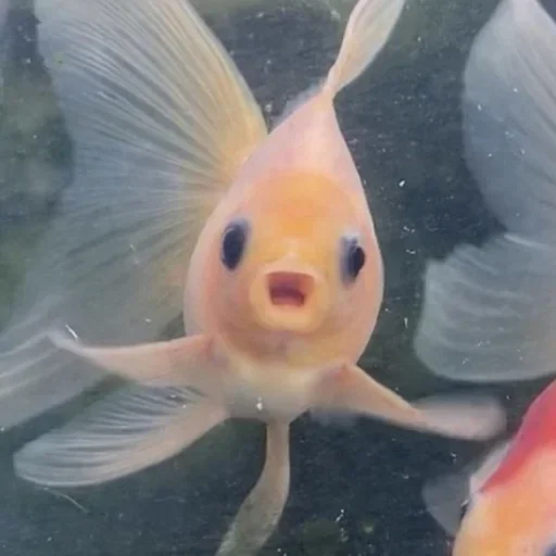 Sticker v191208851678829_by_StickerEdit_bot - 1