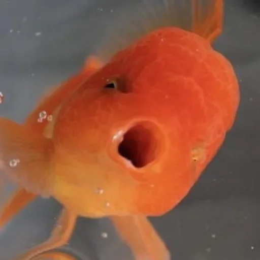 Стикер v191208851678829_by_StickerEdit_bot - 1