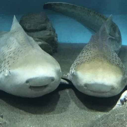 Стикер v191208851678829_by_StickerEdit_bot - 1