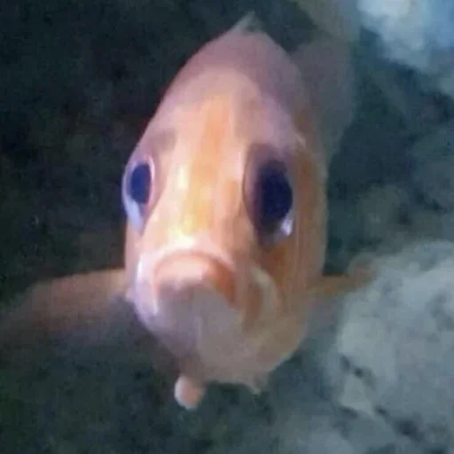 Sticker v191208851678829_by_StickerEdit_bot - 1