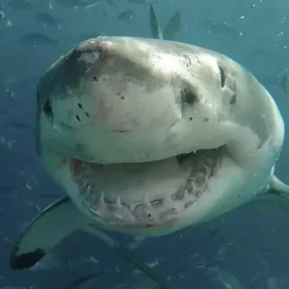 Sticker Создать стикеры @StickerEdit_bot - 6