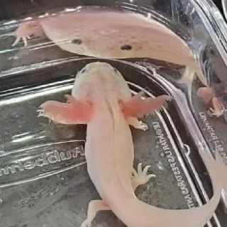 Sticker Создать стикеры @StickerEdit_bot - 1