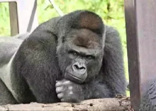 Sticker @StickerEdit_bot :: @StickerEdit - 8