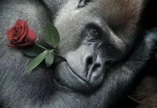 Sticker @StickerEdit_bot :: @StickerEdit - 7